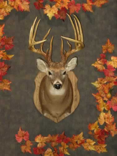 Class I Winner (Rifle: Deer 12 points & above)