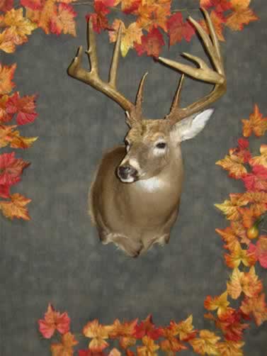 Class V Winner (Archery: Deer 12 points & above)